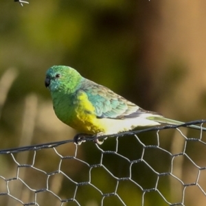 Psephotus haematonotus at Holt, ACT - 18 May 2023