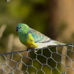 Psephotus haematonotus (Red-rumped Parrot) at Holt, ACT - 18 May 2023 by AlisonMilton