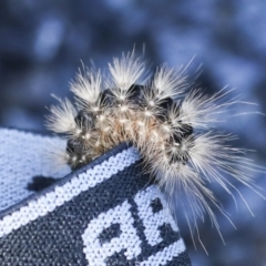 Lepidoptera unclassified IMMATURE (caterpillar or pupa or cocoon) at Holt, ACT - 18 May 2023 by AlisonMilton