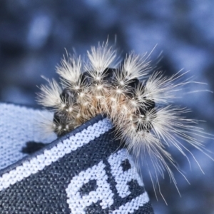 Lepidoptera unclassified IMMATURE moth at Holt, ACT - 18 May 2023