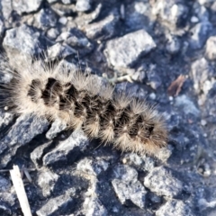 Lepidoptera unclassified IMMATURE moth at Holt, ACT - 18 May 2023