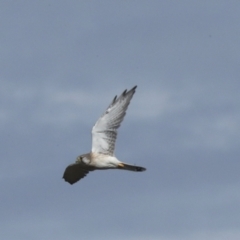 Falco cenchroides (Nankeen Kestrel) at Molonglo River Reserve - 28 Apr 2023 by AlisonMilton