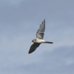 Falco cenchroides at Molonglo Valley, ACT - 28 Apr 2023 02:47 PM