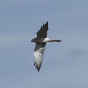 Falco cenchroides at Molonglo Valley, ACT - 28 Apr 2023