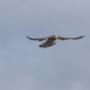 Falco cenchroides at Molonglo Valley, ACT - 28 Apr 2023 02:47 PM