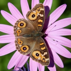 Junonia villida at Moruya, NSW - suppressed