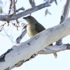 Ptilonorhynchus violaceus (Satin Bowerbird) at Point Hut to Tharwa - 19 May 2023 by AlisonMilton