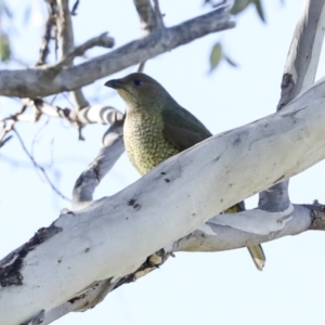 Ptilonorhynchus violaceus at Tharwa, ACT - 19 May 2023 10:44 AM