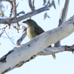 Ptilonorhynchus violaceus at Tharwa, ACT - 19 May 2023