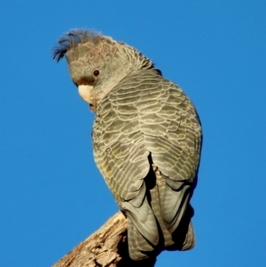 Callocephalon fimbriatum at Hughes, ACT - suppressed