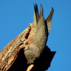 Callocephalon fimbriatum at Hughes, ACT - suppressed