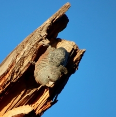 Callocephalon fimbriatum at Hughes, ACT - suppressed