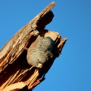 Callocephalon fimbriatum at Hughes, ACT - 21 May 2023