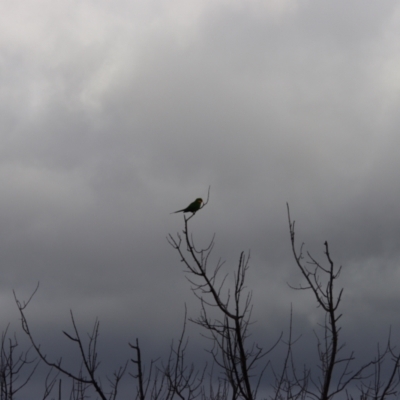 Polytelis swainsonii (Superb Parrot) at Hughes, ACT - 21 May 2023 by LisaH