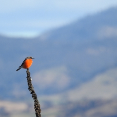 Petroica phoenicea (Flame Robin) at Cooleman Ridge - 21 May 2023 by HelenCross