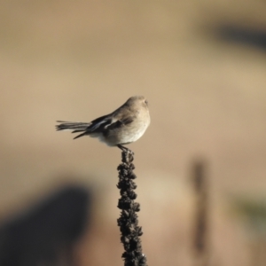 Petroica phoenicea at Chapman, ACT - 21 May 2023