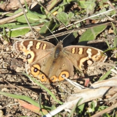 Junonia villida (Meadow Argus) at Cooleman Ridge - 21 May 2023 by HelenCross