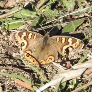 Junonia villida at Chapman, ACT - 21 May 2023