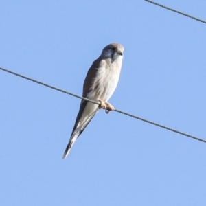 Falco cenchroides at Tharwa, ACT - 19 May 2023 12:03 PM