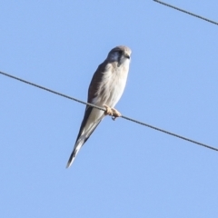 Falco cenchroides (Nankeen Kestrel) at Tharwa, ACT - 19 May 2023 by AlisonMilton