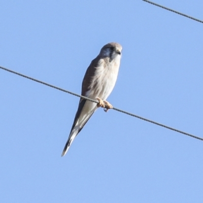 Falco cenchroides (Nankeen Kestrel) at Tharwa, ACT - 19 May 2023 by AlisonMilton