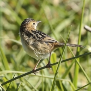 Cisticola exilis at Fyshwick, ACT - 19 May 2023