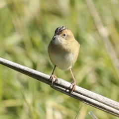 Cisticola exilis at Fyshwick, ACT - 19 May 2023