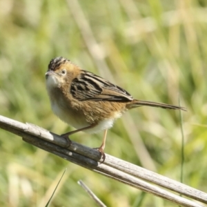 Cisticola exilis at Fyshwick, ACT - 19 May 2023