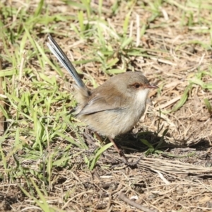 Malurus cyaneus at Fyshwick, ACT - 19 May 2023 02:33 PM