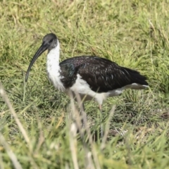 Threskiornis spinicollis (Straw-necked Ibis) at Fyshwick, ACT - 19 May 2023 by AlisonMilton