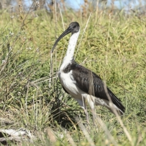 Threskiornis spinicollis at Fyshwick, ACT - 19 May 2023