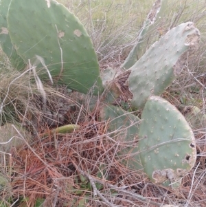 Opuntia stricta at Tarago, NSW - 21 May 2023 10:02 AM