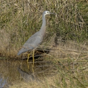 Egretta novaehollandiae at Fyshwick, ACT - 19 May 2023