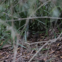 Sericornis frontalis (White-browed Scrubwren) at Jerrabomberra Wetlands - 9 Oct 2020 by JimL