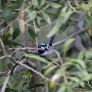 Malurus cyaneus at Fyshwick, ACT - 9 Oct 2020