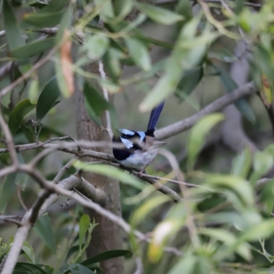 Malurus cyaneus (Superb Fairywren) at Fyshwick, ACT - 9 Oct 2020 by JimL