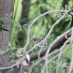 Malurus cyaneus at Fyshwick, ACT - 9 Oct 2020