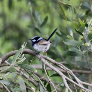 Malurus cyaneus at Fyshwick, ACT - 9 Oct 2020