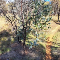 Acacia baileyana (Cootamundra Wattle, Golden Mimosa) at Hackett, ACT - 21 May 2023 by abread111