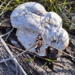 Unidentified Pored or somewhat maze-like on underside [bracket polypores] at Watson, ACT - 21 May 2023 by abread111