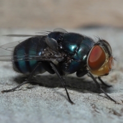 Calliphora vicina at Wellington Point, QLD - 24 Apr 2023 by TimL