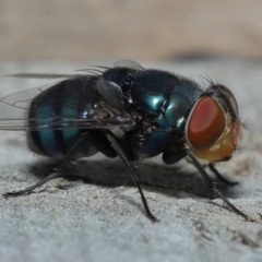 Unidentified Blow fly (Calliphoridae) at Wellington Point, QLD - 24 Apr 2023 by TimL