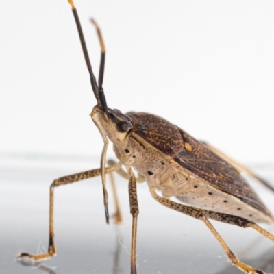 Poecilometis strigatus (Gum Tree Shield Bug) at QPRC LGA - 17 May 2023 by MarkT