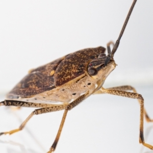 Poecilometis strigatus at Jerrabomberra, NSW - 17 May 2023