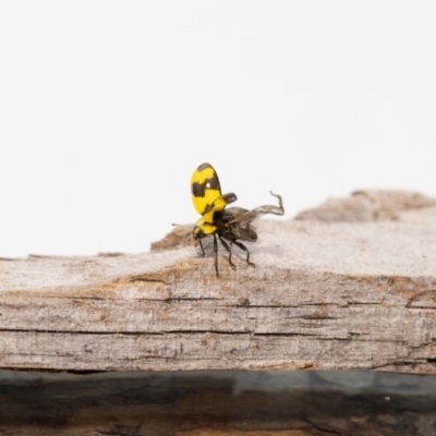 Illeis galbula (Fungus-eating Ladybird) at Jerrabomberra, NSW - 17 May 2023 by MarkT