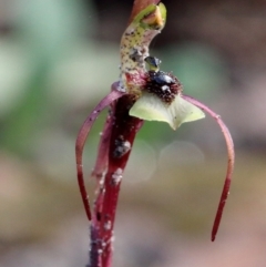 Chiloglottis seminuda (Turtle Orchid) at Mittagong, NSW - 21 May 2023 by Snowflake