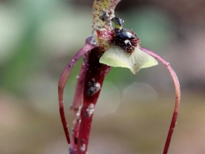 Chiloglottis seminuda (Turtle Orchid) by Snowflake