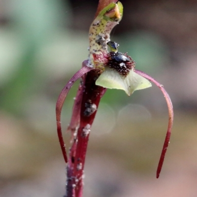 Chiloglottis seminuda (Turtle Orchid) at Mittagong - 21 May 2023 by Snowflake