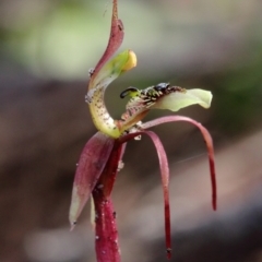 Chiloglottis seminuda at suppressed - suppressed