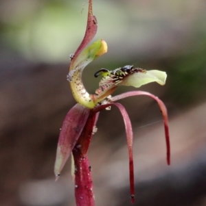 Chiloglottis seminuda at suppressed - 21 May 2023